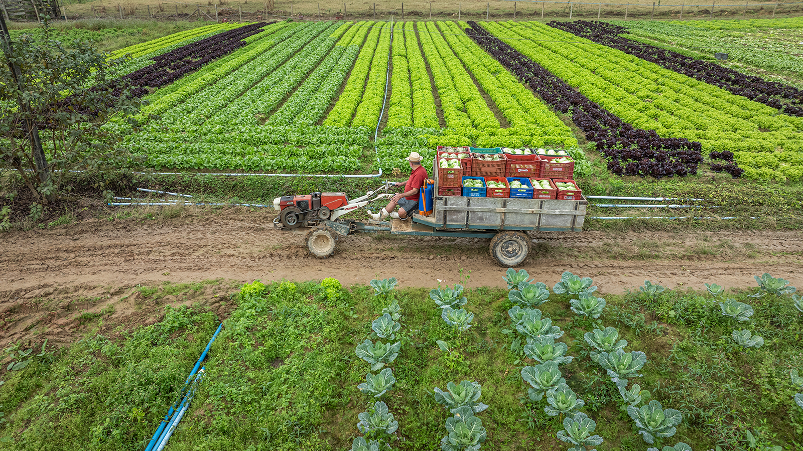 Foto e uma plantção